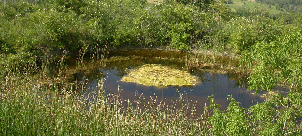 Proteggereglianfibi-habitat-Bologna