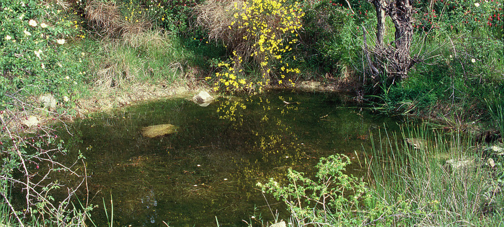 Proteggereglianfibi-habitat-Impruneta-Firenze