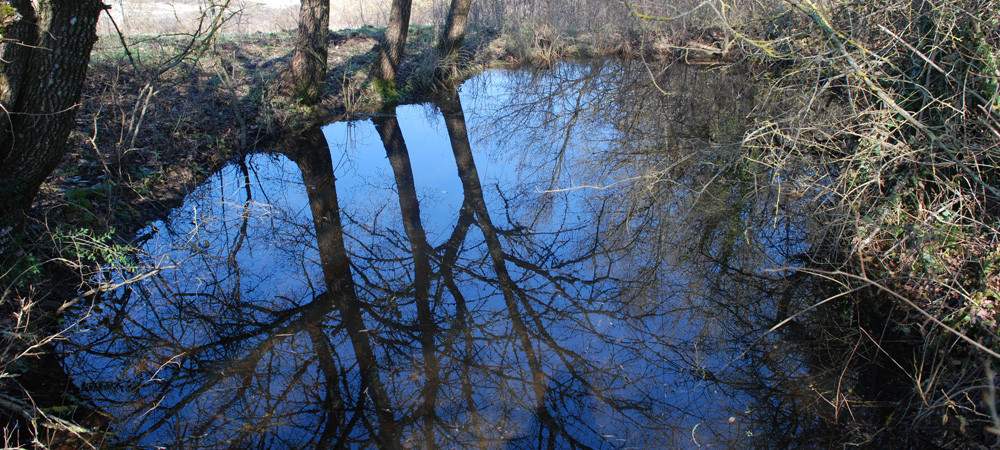 Proteggereglianfibi-habitat-Sovicille-Siena