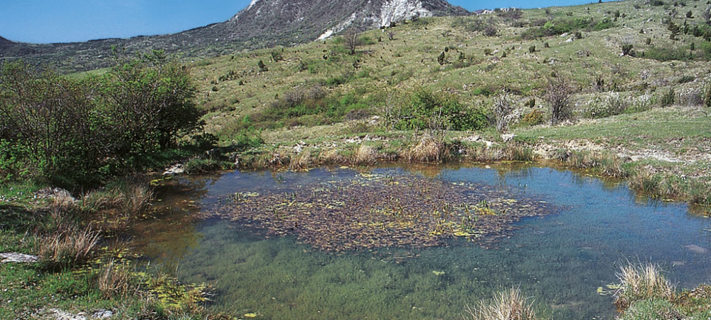 Pozza di abbeverata in una prateria sommitaleAppennino Tosco-Emiliano (anno 1999)