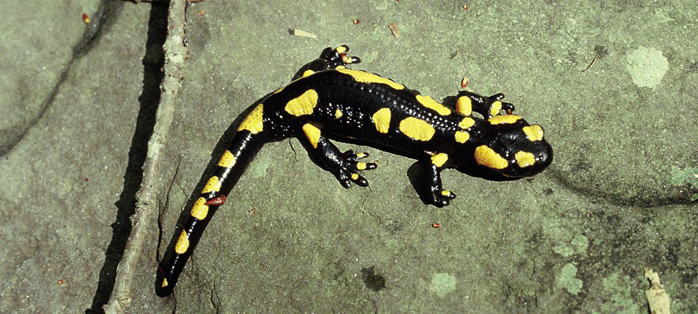 Salamandra pezzata, Salamandra salamandra