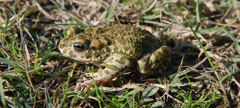 Rospo smeraldino, Bufo viridis