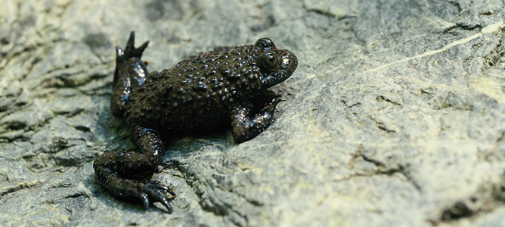 Ululone dal ventre giallo appenninico, Bombina pachypus