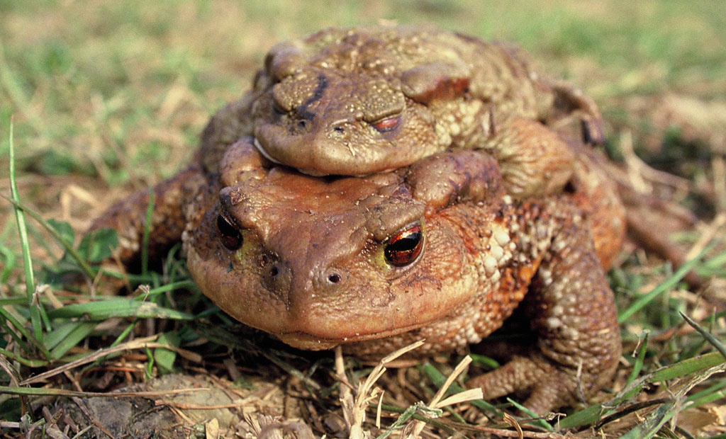 Coppia di Rospi (Bufo bufo) durante la migrazione riproduttiva.
Pontassieve, Firenze (anno 1993)