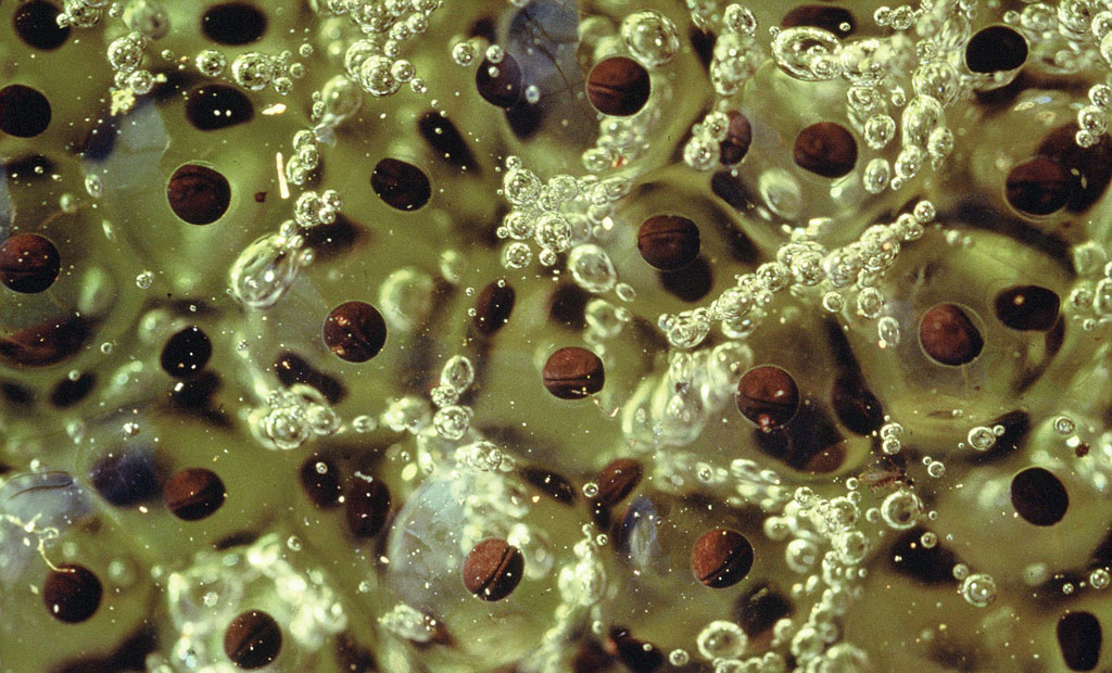 Uova di Rana dalmatina (Rana dalmatina).
Greve in Chianti, Firenze (anno 1992)