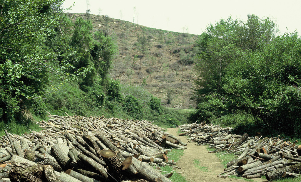 Tagli forestali: maggiori sono l’ampiezza della superficie interessata e il grado di meccanizzazione utilizzato, maggiore è l’alterazione della qualità degli habitat