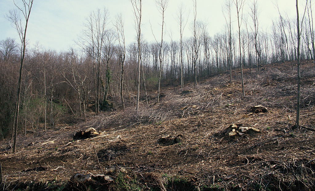 Tagli forestali: tanto maggiori sono l’ampiezza della superficie interessata e il grado di meccanizzazione tanto maggiori sono l’alterazione della qualità degli habitat e i tempi necessari a ristabilirsi delle condizioni originarie.