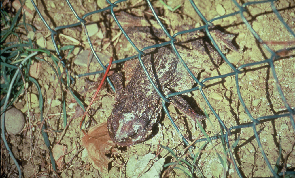 Femmina di Rospo (Bufo bufo) morta nel tentativo di superare una recinzione interrata posta attorno alla zona riproduttiva. Pontassieve, Firenze (anno 1993)