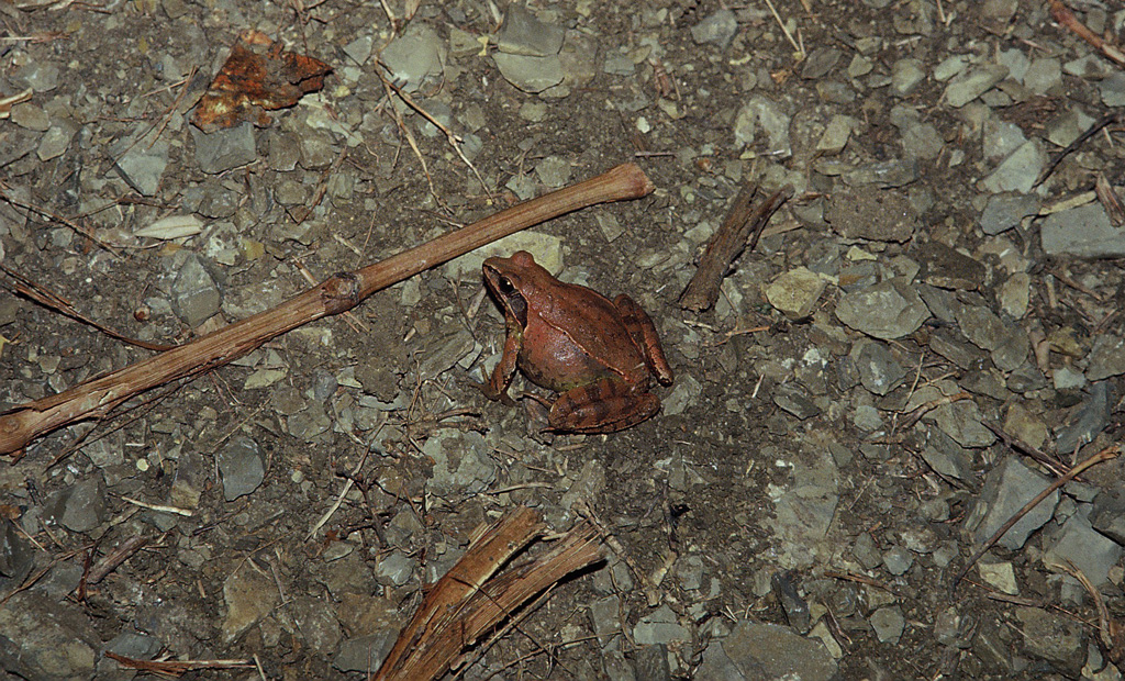 Rana dalmatina (Rana dalmatina) durante la migrazione riproduttiva nei pressi di una strada (si noti il ventre gonfio di uova)