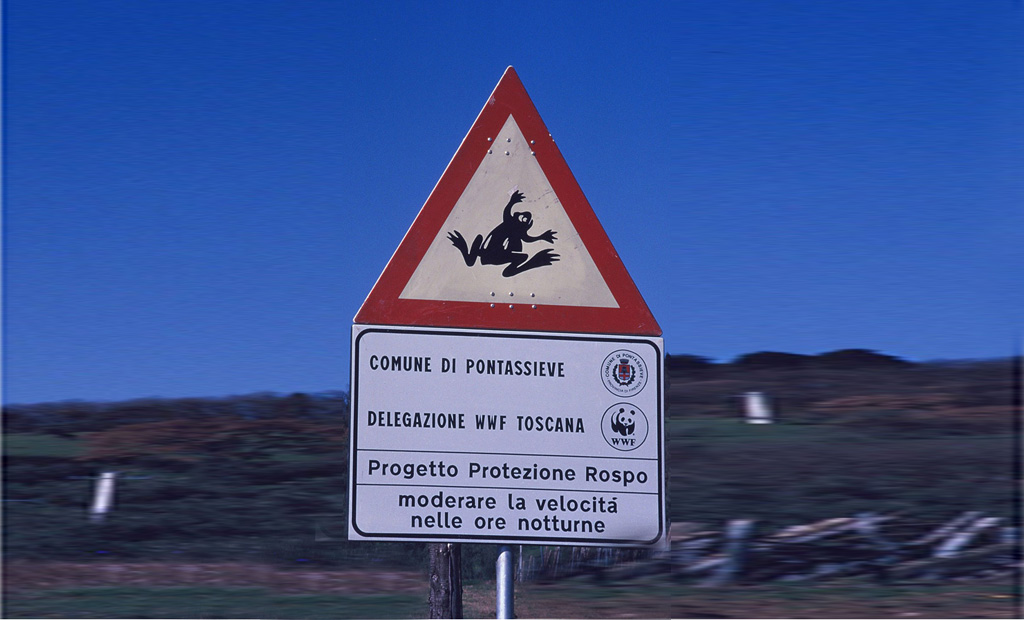 Cartello segnaletico presso un tratto di strada a rischio per le migrazioni degli Anfibi (‘punto focale di attraversamento’). Pontassieve, Firenze (anno 1993)