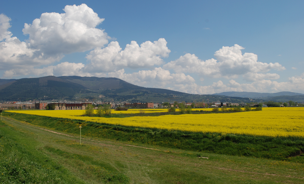 Il nucleo storico dell’Oasi all’interno di campi agricoli (aprile 2010)