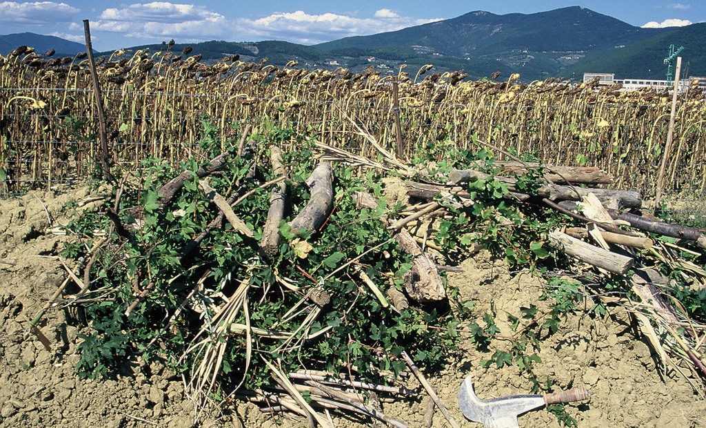 Microrifugio per lo svernamento e l’estivazione degli Anfibi (1996)